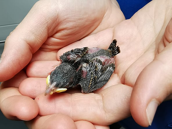 A person holding a bird.