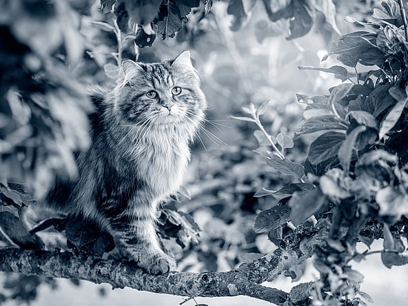 Eine Katze, die auf einem Ast sitzt.