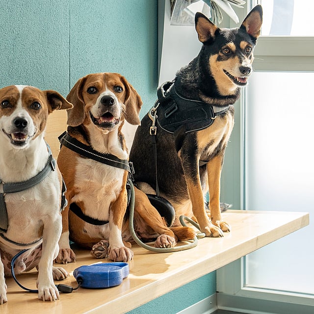 Eine Gruppe von Hunden, die auf einem Regal sitzen.