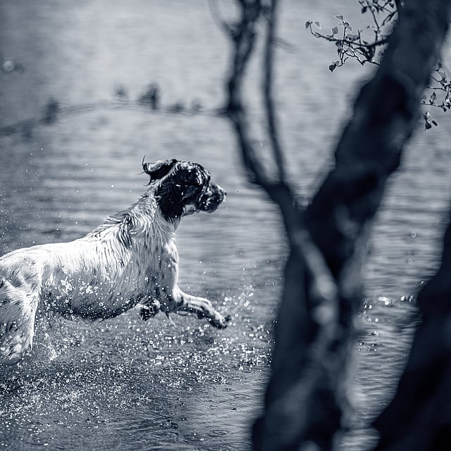 Ein Hund, der im Wasser läuft.
