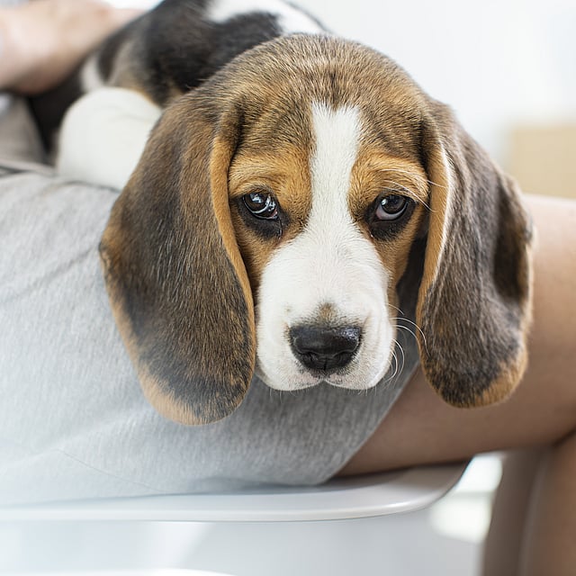 Ein Hund, der auf dem Schoß einer Person liegt.