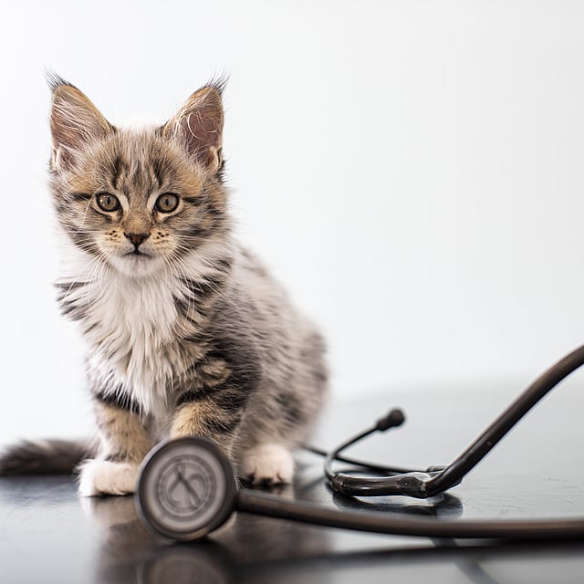 Eine Katze, die neben einem Stethoskop sitzt.
