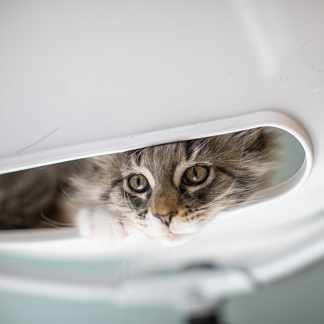Eine Katze, die aus einem weißen Stuhl schaut.