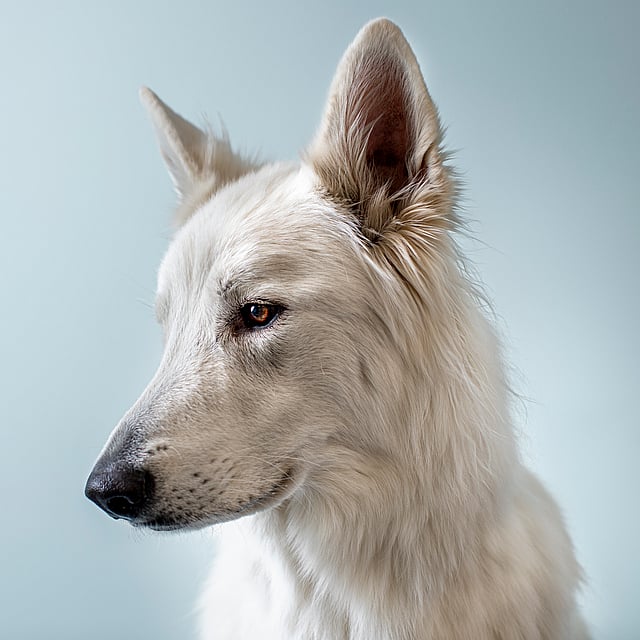 Ein weißer Hund mit roten Augen.