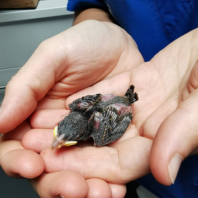 A person holding a bird.