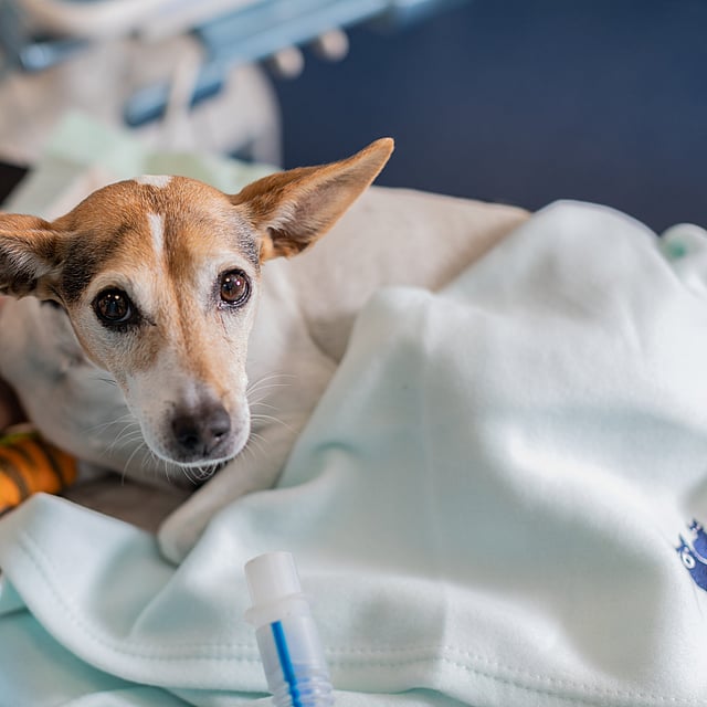 Ein Hund, der auf einer Decke liegt.
