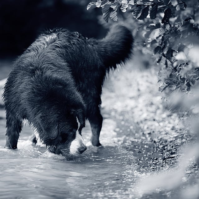 Ein Hund, der im Wasser steht.