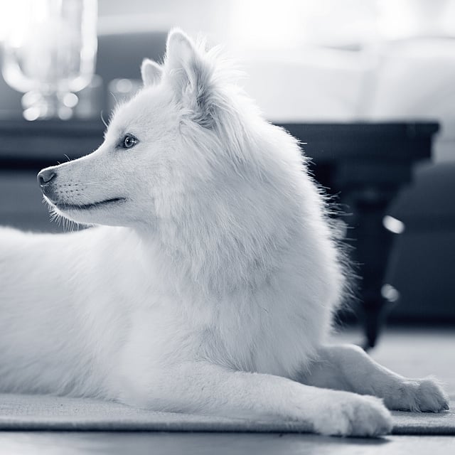 Ein weißer Hund, der auf dem Boden liegt.