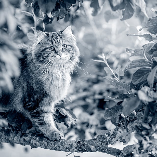 Eine Katze, die auf einem Ast sitzt.