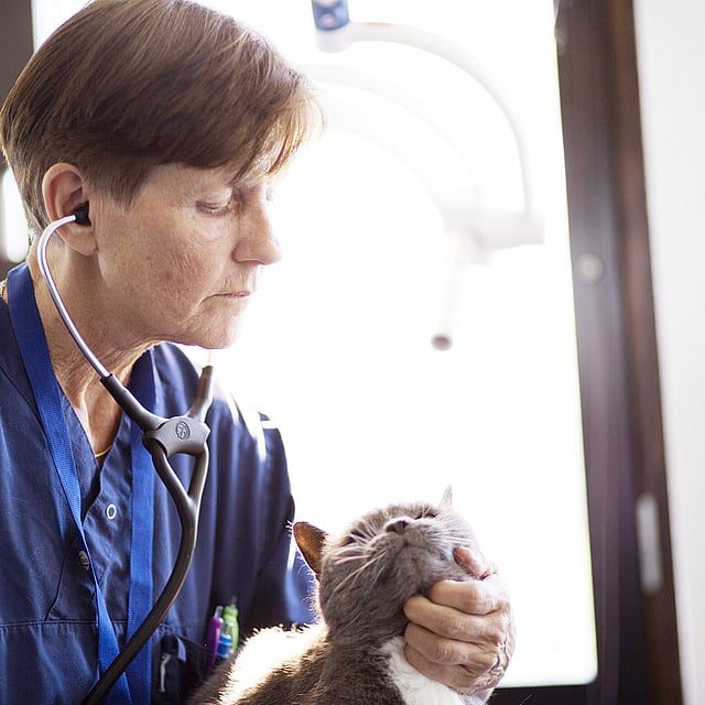 Eine Person, die ein Stethoskop trägt und eine Katze hält.