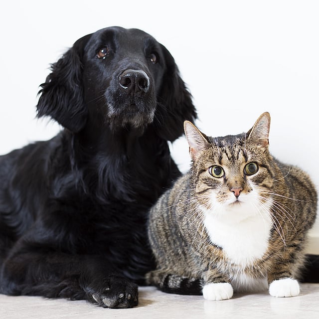 Ein Hund und eine Katze sitzen zusammen.