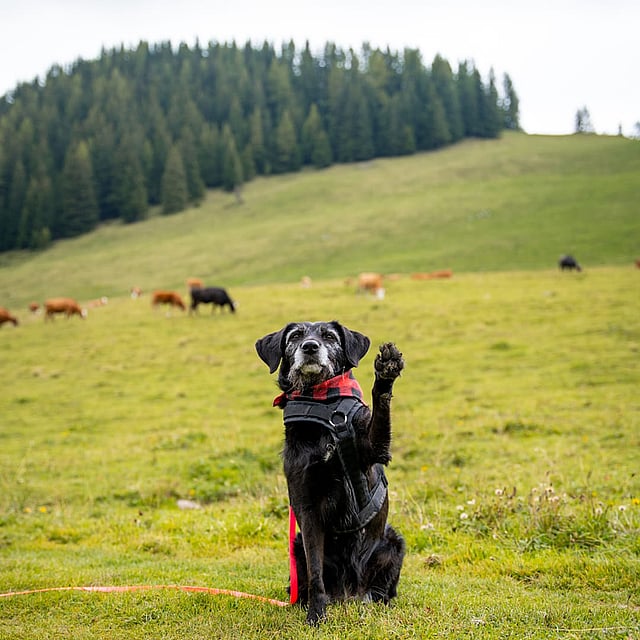 Ein Hund mit einem Geschirr auf dem Rücken, der auf einer Wiese mit Kühen sitzt.