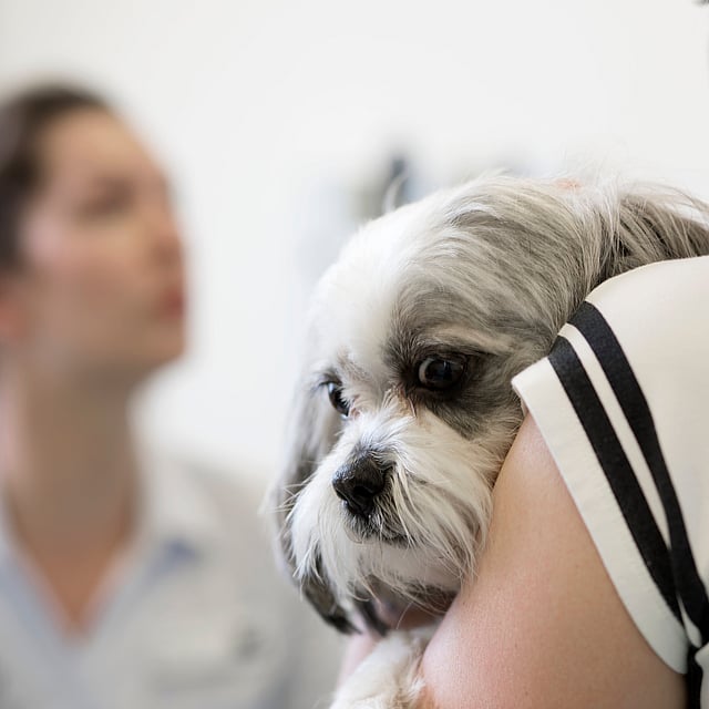 Ein Hund auf der Schulter einer Person.