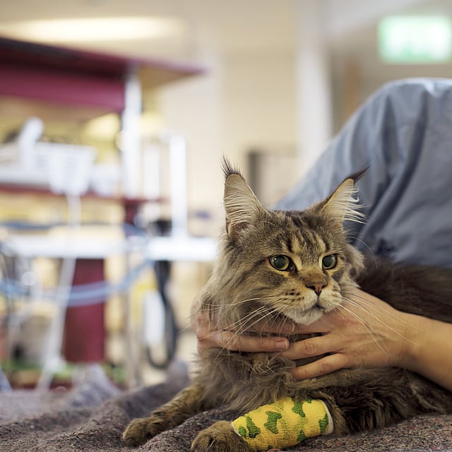 Eine Person, die eine Katze streichelt.