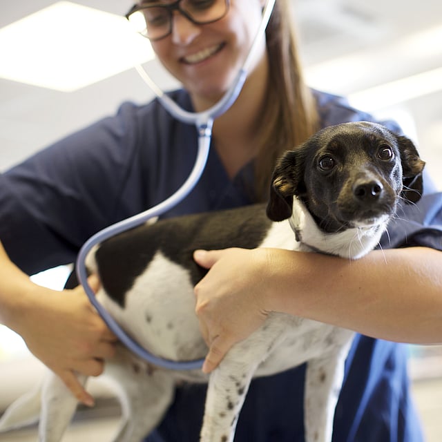 A person holding a dog.