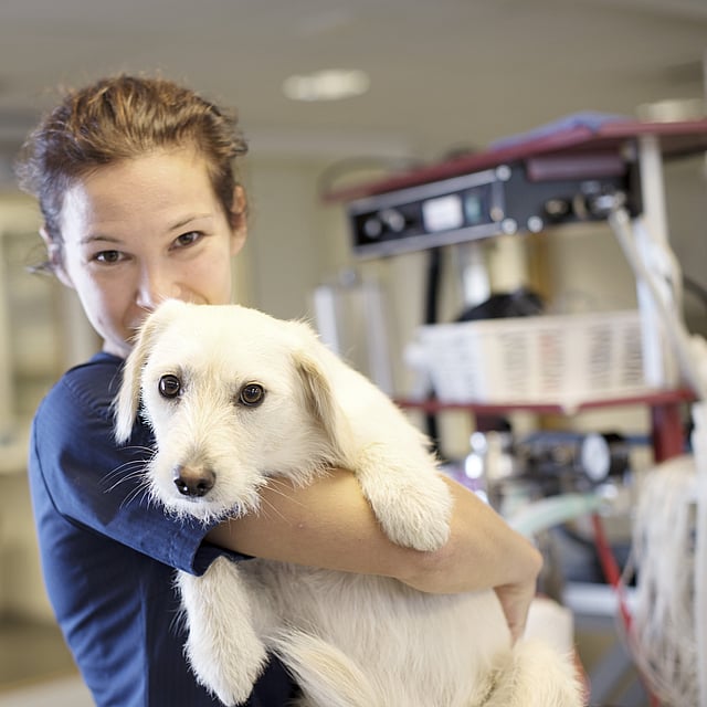 A person holding a dog.
