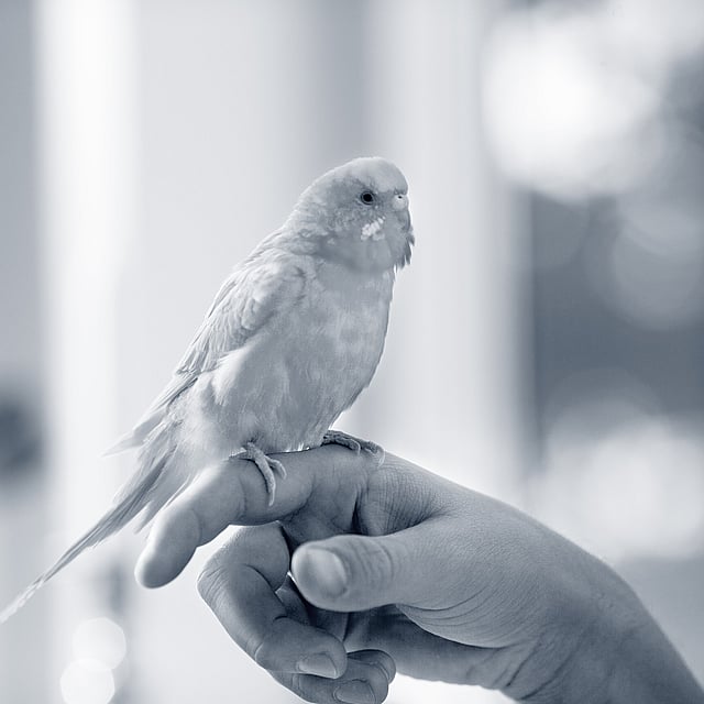 A bird on a person's hand.