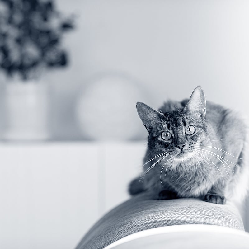 Foto von Martina Burgener, Med. Vet.