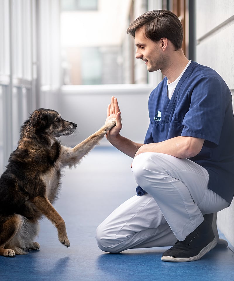 Ein Mensch und ein Hund klatschen ab.
