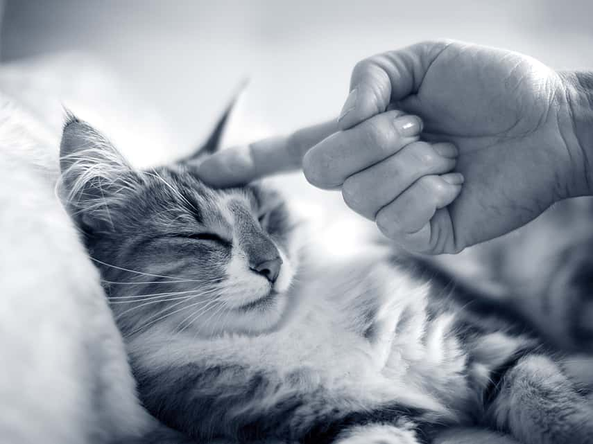 Die Ankunft einer neuen Katze vorbereiten - Veteri