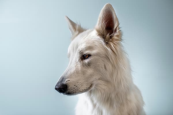 Ein weißer Hund mit roten Augen.