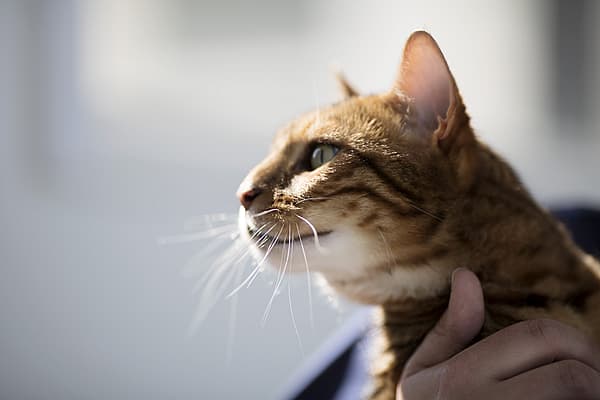 Eine Hand, die eine Katze hält.