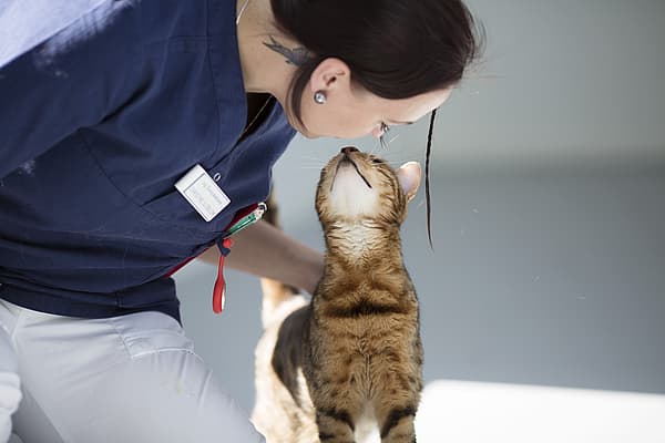 Eine Person, die eine Katze streichelt.