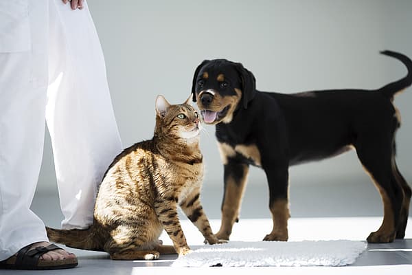 Eine Katze und ein Hund, die neben einer Person stehen.