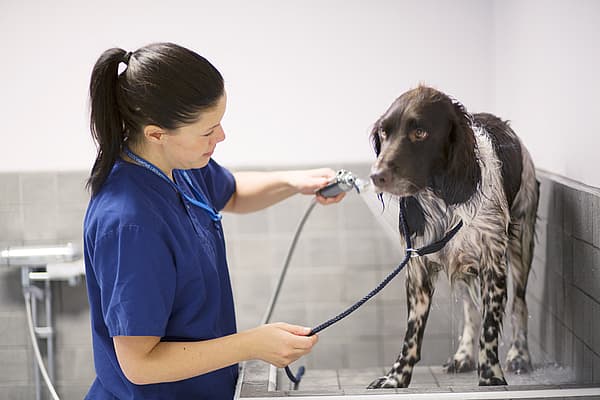 Eine Person in blauen Kitteln, die den Kopf eines Hundes hält.