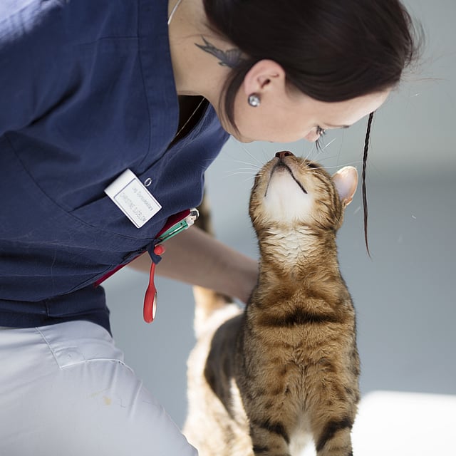 Eine Person, die eine Katze streichelt.