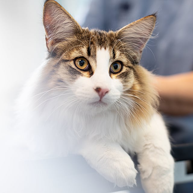 Eine Katze mit gelben Augen.