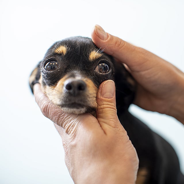 A person holding a dog.