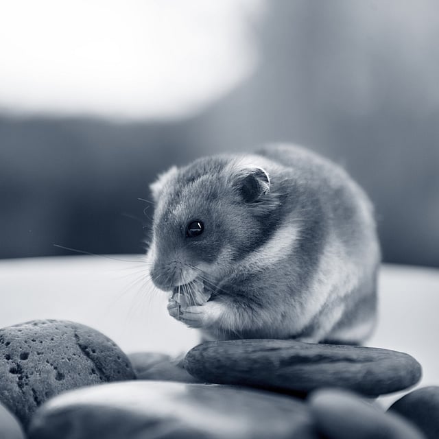 Ein Nagetier, das eine Nuss isst.