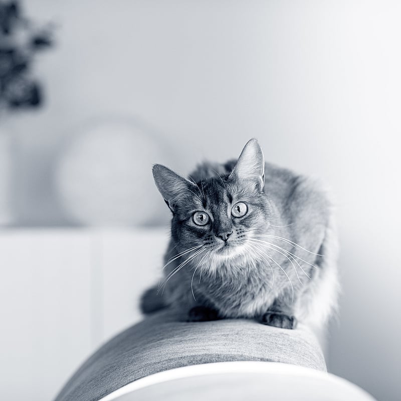 Foto von Janine Wettstein, Zentrale Dienste