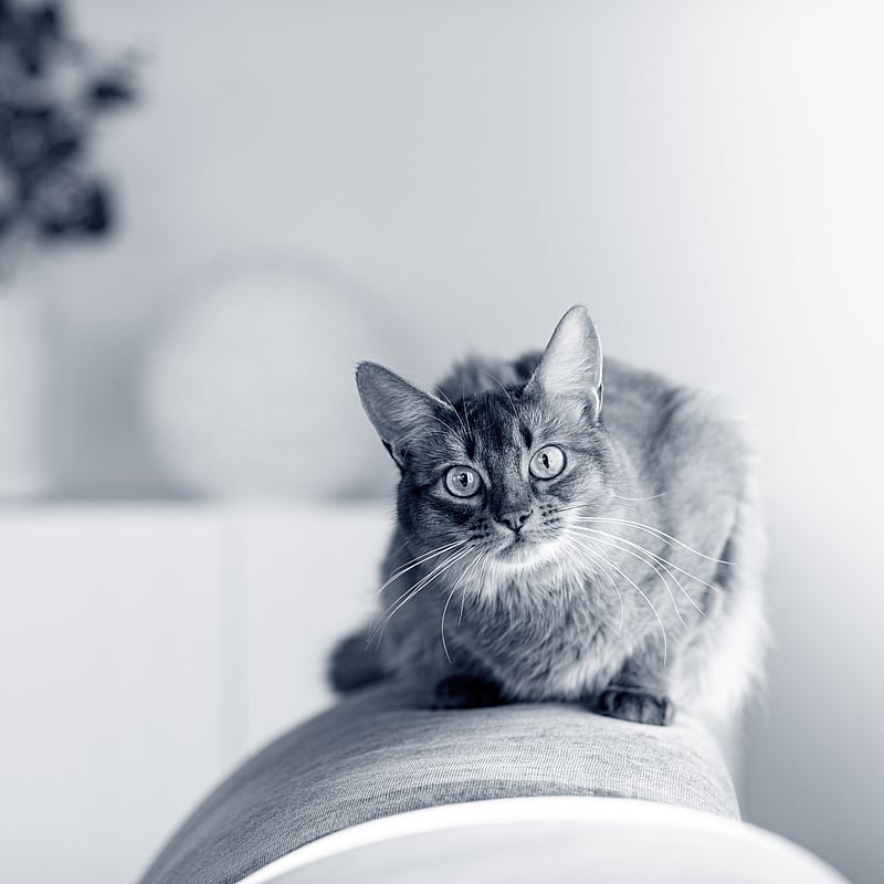 Foto von Silvia Boss, Zentrale Dienste