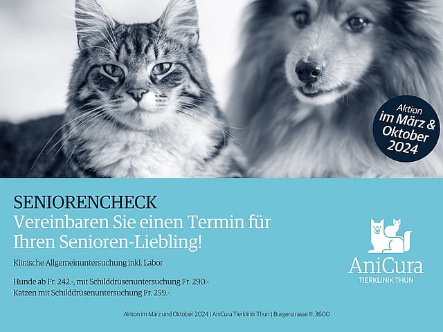 Eine Katze und ein Hund, die in die Kamera schauen.