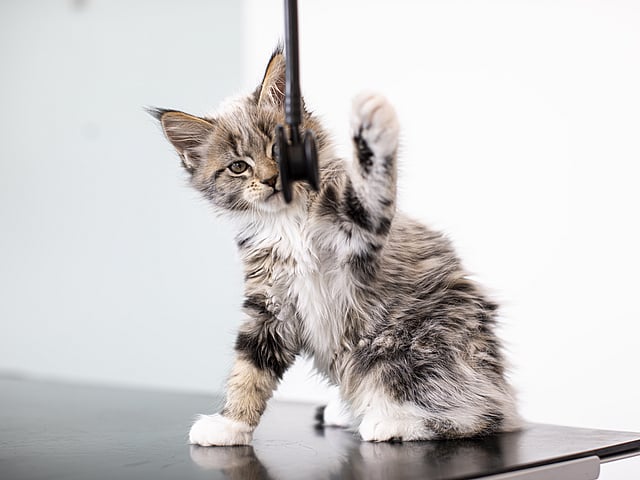 Eine Katze, die auf einem Tisch steht.