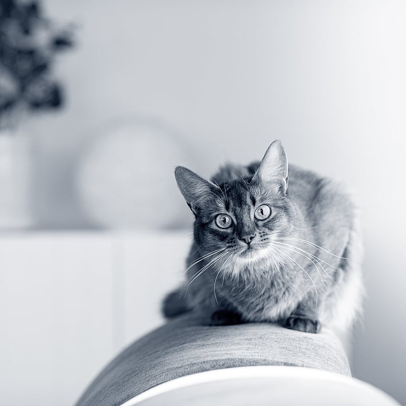 Foto von Andrin Jordi, Studierender Der Veterinärmedizin