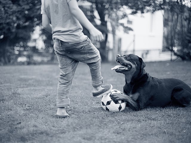 Ein Hund, der mit einem Ball auf dem Gras liegt.
