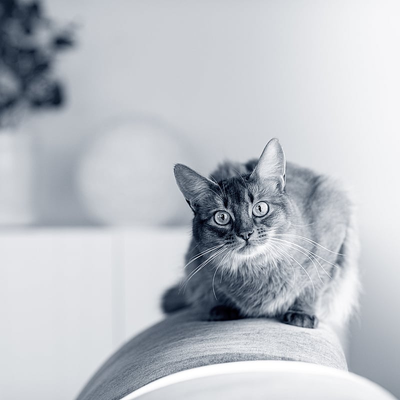 Foto von Amelia Jaberg, Studierende Der Veterinärmedizin