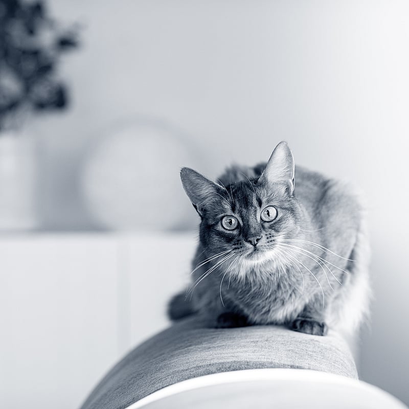 Foto von Larissa Zwahlen, Studierende Der Veterinärmedizin