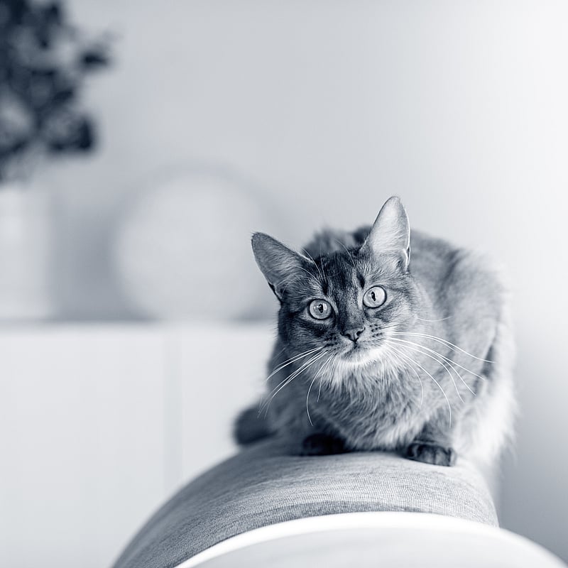 Foto von Nicole Studer, Dr. Med. Vet.