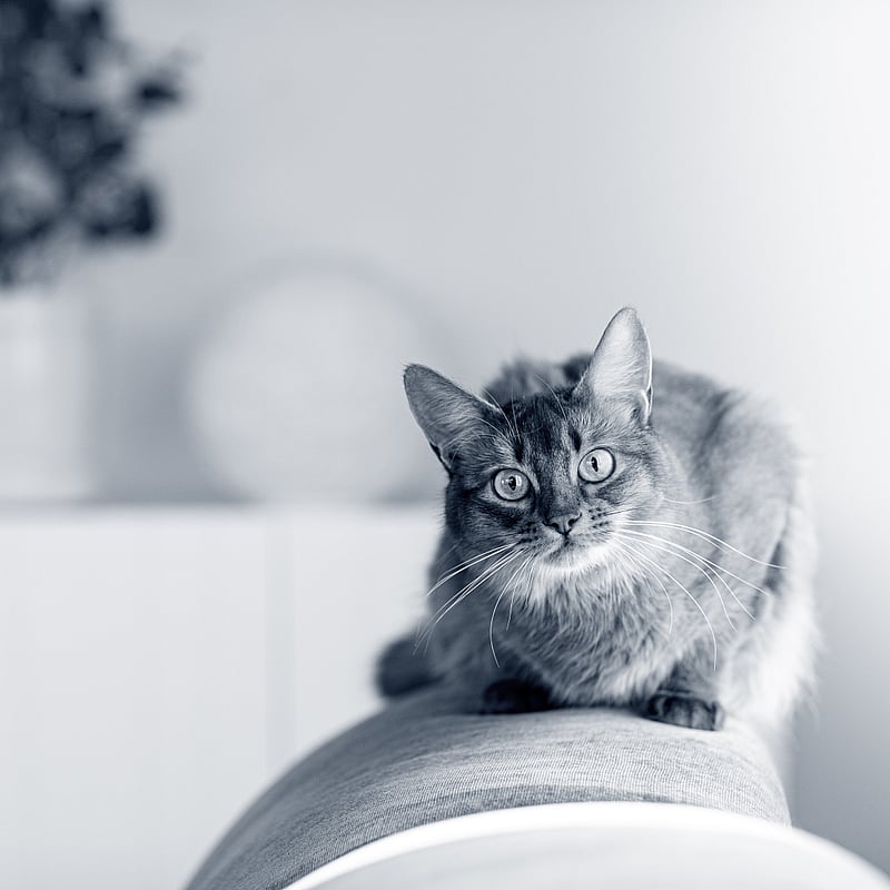 Foto von Florian Schärer, Med. Vet.