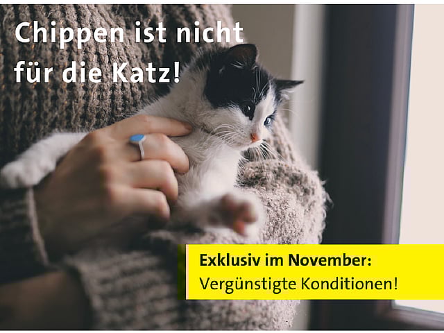 Eine Person, die eine Katze hält.