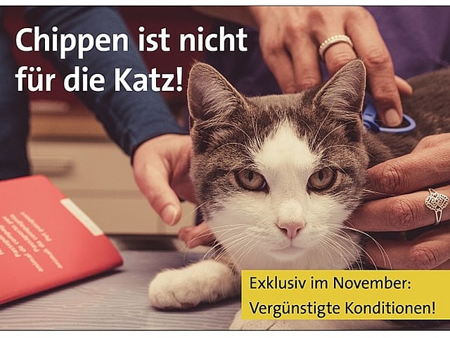 Eine Katze, die von einer Person gestreichelt wird.