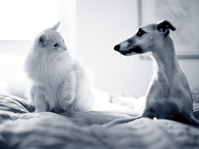 Eine Katze und ein Hund, die auf einem Bett sitzen.