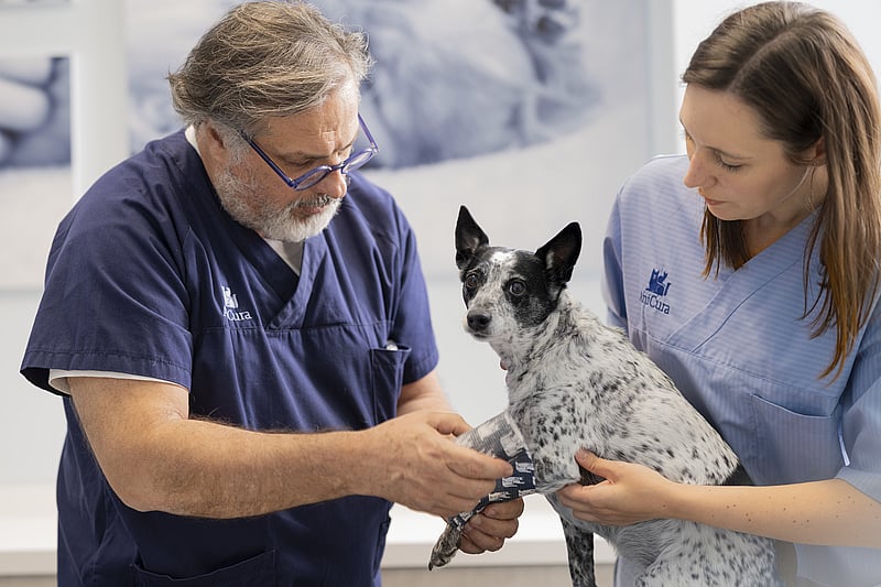 A person and person holding a dog.