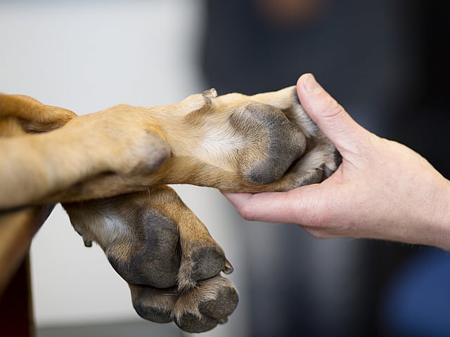 Eine Hand, die die Pfote eines Hundes hält.