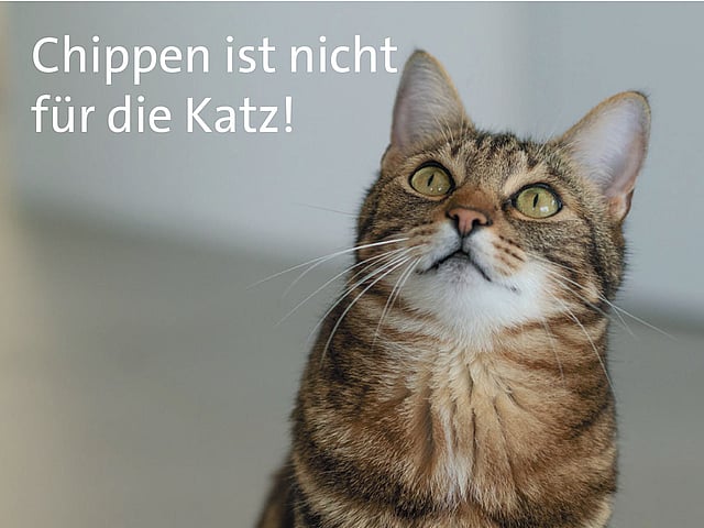 Eine Katze, die mit Text darüber nach oben schaut.