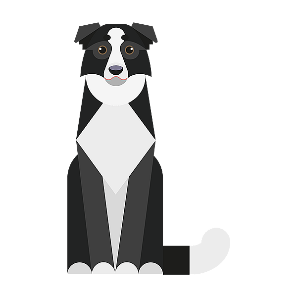 Ein schwarz-weißer Hund.